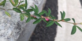 鸡眼草花