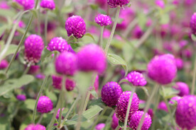 火球花