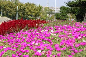 红色马齿苋花