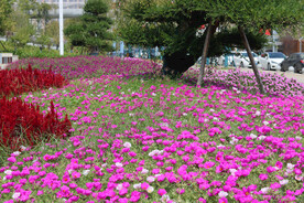 红色的花朵
