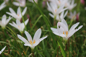白色小花