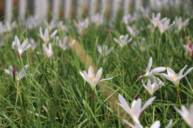 白色小花