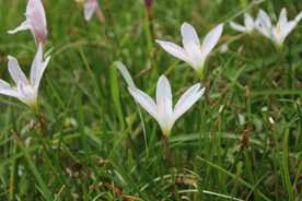 白色小花