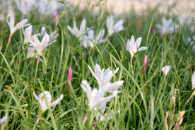 白色韭菜莲