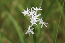 非洲小百合花