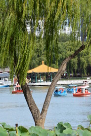 垂柳风景  