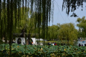 垂柳风景 