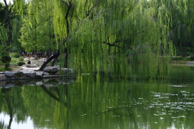 垂柳风景  