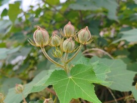 木芙蓉花蕾