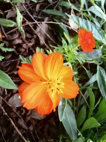 黄秋英波斯菊