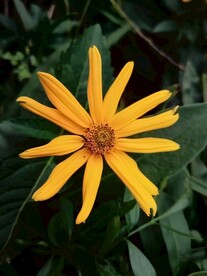 菊芋 五星草