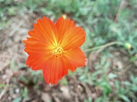 黄秋英波斯菊