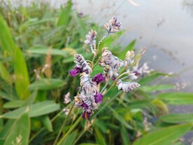 湖边再力花