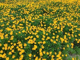 大片黄金菊