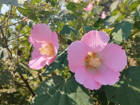 两朵木芙蓉花