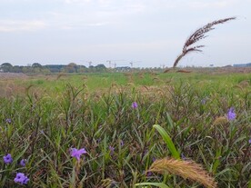 草地狗尾草