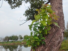 樟树上的嫩芽