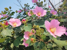 木芙蓉花朵