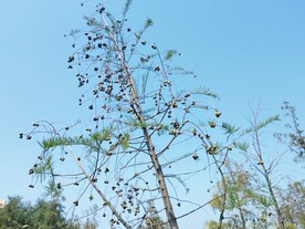 池杉果实