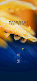 寒露节气海报