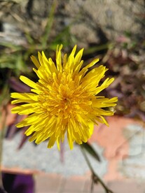抱茎苦荬菜