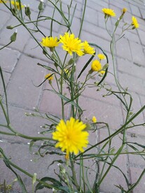 抱茎苦荬菜