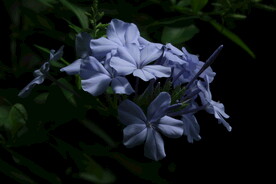 蓝雪花  