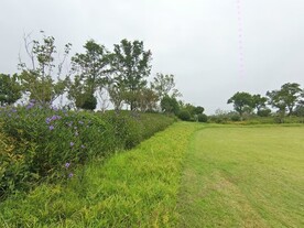 公园绿植景色