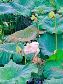 荷花