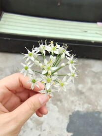 葱开花