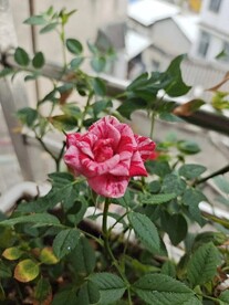 红花月季