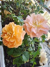 变色月季