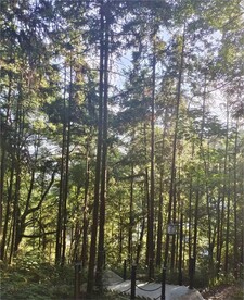 树林