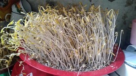 种豆芽