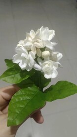 茉莉花