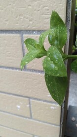 嫩绿植物