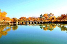 金湖杨秋天