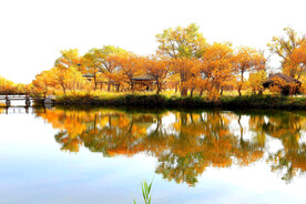 金湖杨秋天