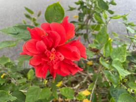 红色朱瑾花