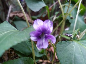 紫色秋花