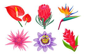 卡通花