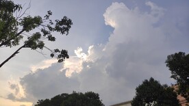 仰视树枝云层云彩云朵树影