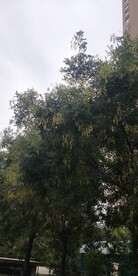 槐树花果