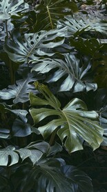 龟背竹