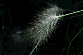 狼尾草  
