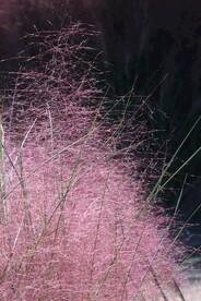 粉黛乱子草 