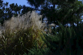 芒草风景 