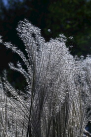 芒草风景 