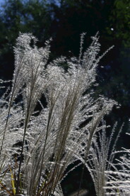 芒草风景  