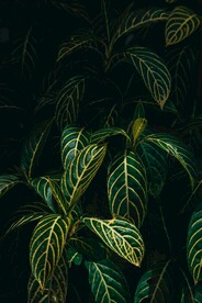 植物